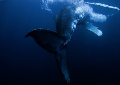 Humpback Whales 10