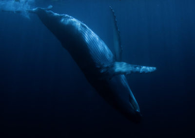 Humpback Whales 11