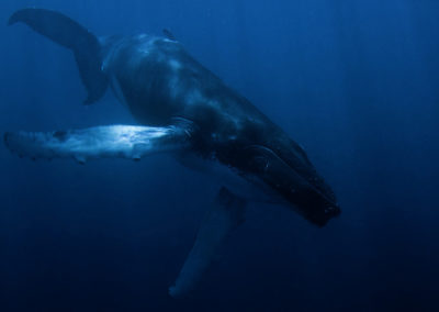 Humpback Whales 12