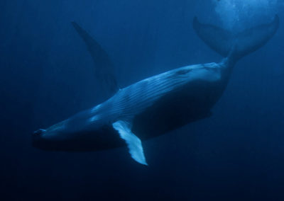 Humpback Whales 13