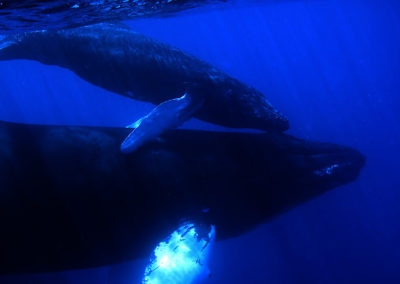 Humpback Whales 14