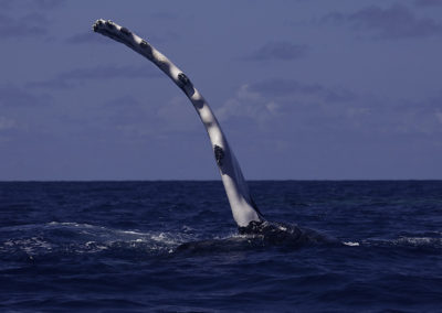 Humpback Whales 15