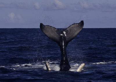 Humpback Whales 16