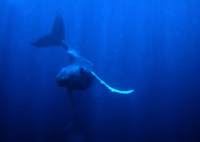 Humpback Whales 17