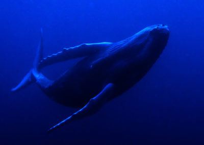 Humpback Whales 18