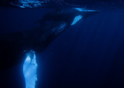 Humpback Whales 19