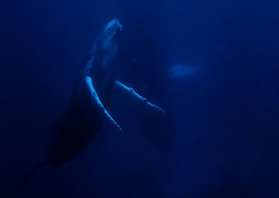 Humpback Whales 20