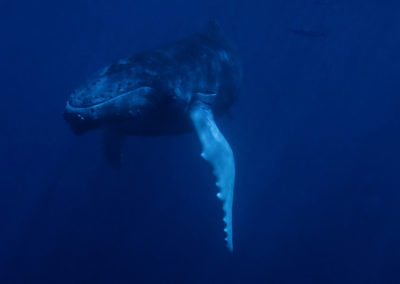 Humpback Whales 21