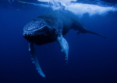 Humpback Whales 22