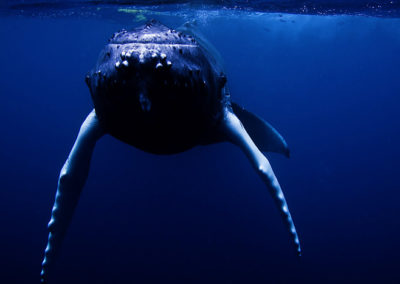 Humpback Whales 23