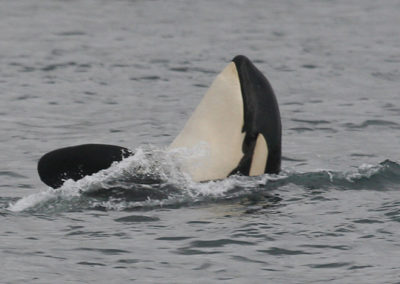 Orca Whales 2
