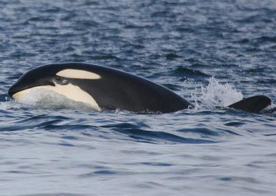 Orca Whales 5