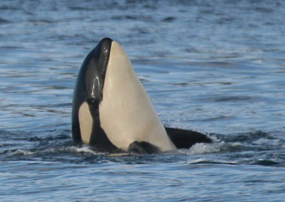 Orca Whales 6