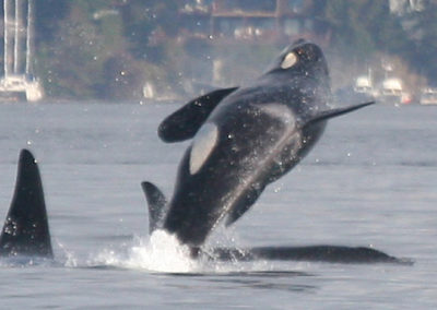 Orca Whales 12