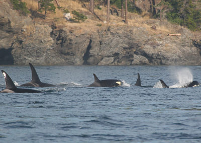 Orca Whales 13