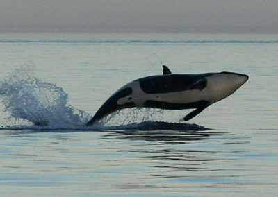 Orca Whales 20