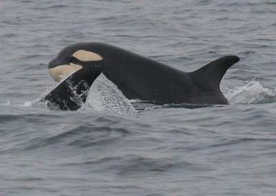 Orca Whales 24