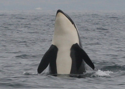 Orca Whales 25
