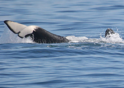 Orca Whales 26