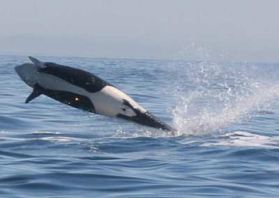 Orca Whales 28