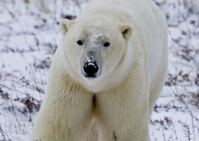 Polar Bears 86