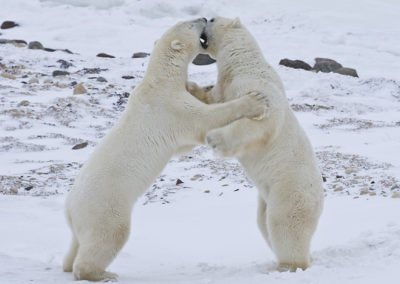 Polar Bears 87