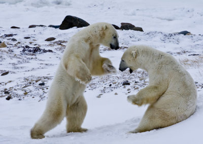 Polar Bears 88