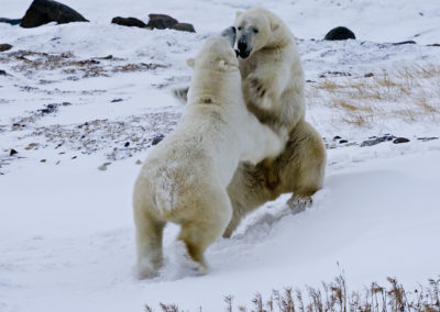 Polar Bears 89
