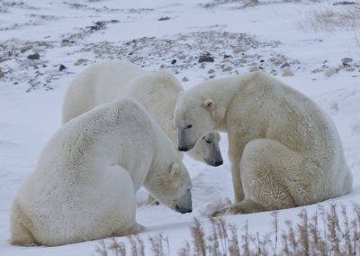 Polar Bears 90