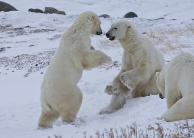 Polar Bears 91