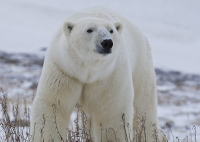 Polar Bears 92