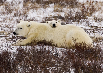 Polar Bears 94