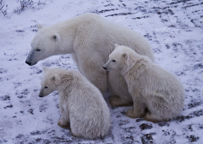 Polar Bears 96