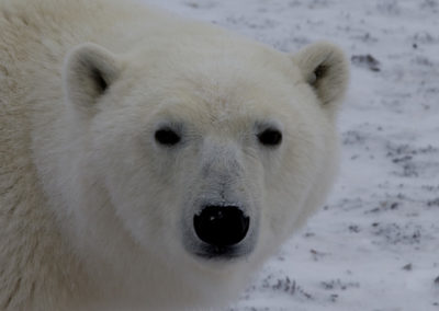 Polar Bears 98