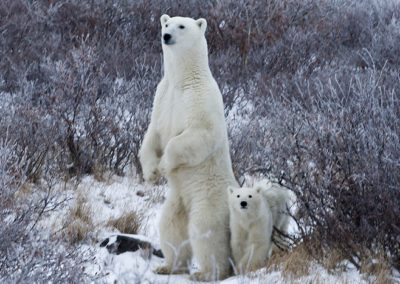 Polar Bears 100