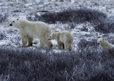 Polar Bears 101