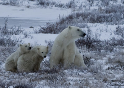 Polar Bears 102