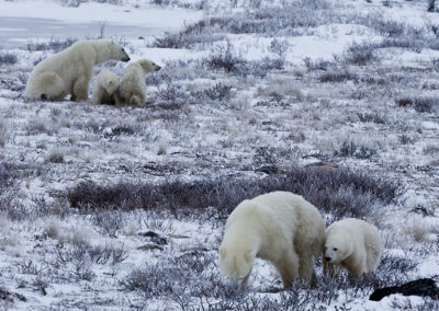 Polar Bears 103