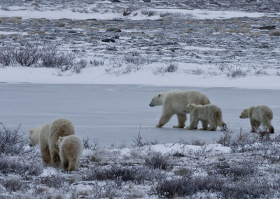 Polar Bears 104