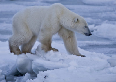 Polar Bears 106