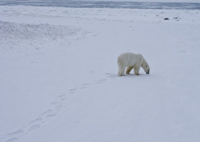 Polar Bears 107