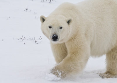 Polar Bears 109