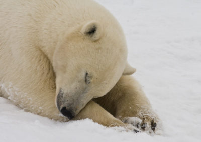 Polar Bears 110