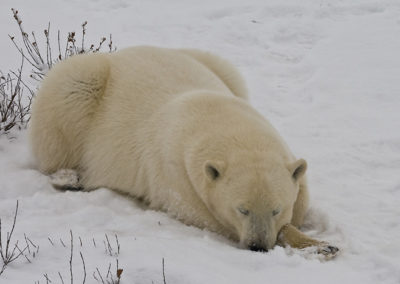 Polar Bears 111