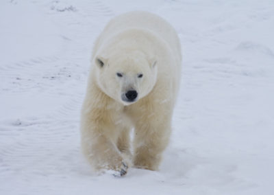 Polar Bears 112