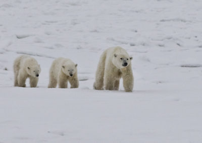 Polar Bears 61
