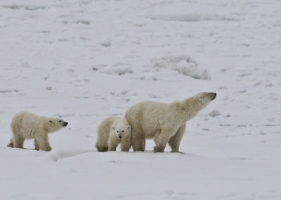 Polar Bears 62