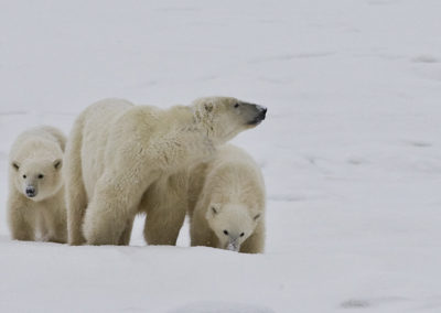 Polar Bears 63
