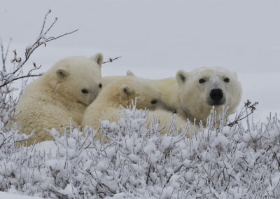 Polar Bears 64