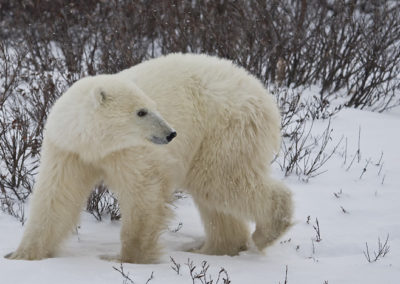 Polar Bears 65